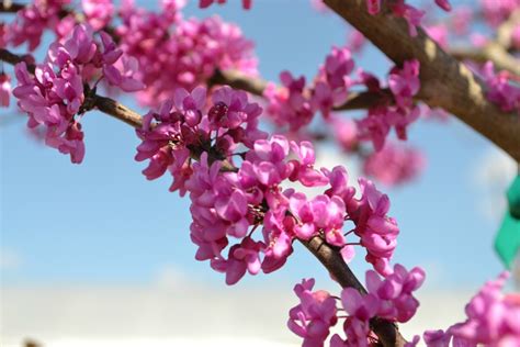 We did not find results for: Trees that Bloom Pink in Spring | Fairview Garden Center