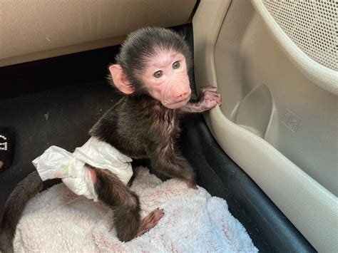 Macaque Animals For Sale Carter Street Oh 333294