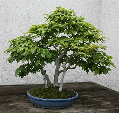 Japanese Beech Fagus Crenata Bonsai Ideas Bonsai Tree Plants