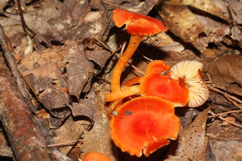 Some Bright Orange Mushrooms At Rattlesnake Mountain New Hampshire Oc