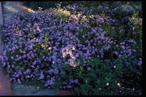 Because i started building the hugel in the fall and got the shade bed ready, i am in pretty good shape this year. SmartScape Plant Details - Texas Aster | Native plant ...