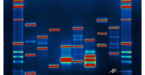 Early Results On Dna Evidence From Decades Old Rape Cases Are Both