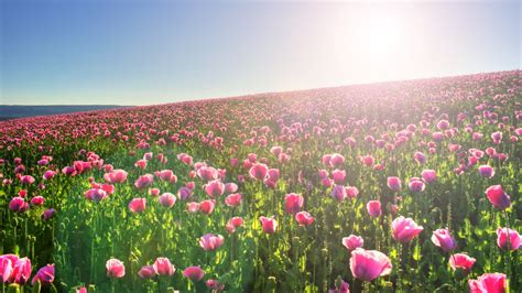 Hình ảnh Cánh đồng Hoa đẹp