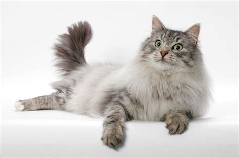 10 Purrisitable Long Hair Cat Breeds You Cant Help But Love