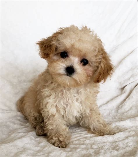 We did not find results for: Teddy bear face maltipoo puppy teacup puppy! | iHeartTeacups