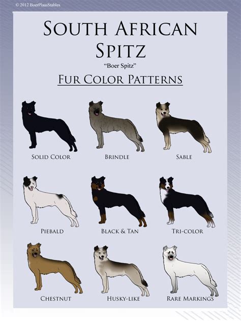 South African Spitz Fur Color Patterns By Xmush Kennelsx On Deviantart