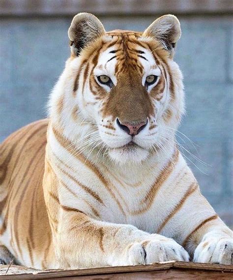 Golden Tabby Tigers Are So Rare That There Are An Estimate Of Less Than