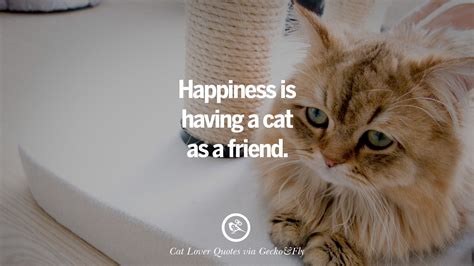 25 Cute Cat Images With Quotes For Crazy Cat Ladies Gentlemen And Lovers