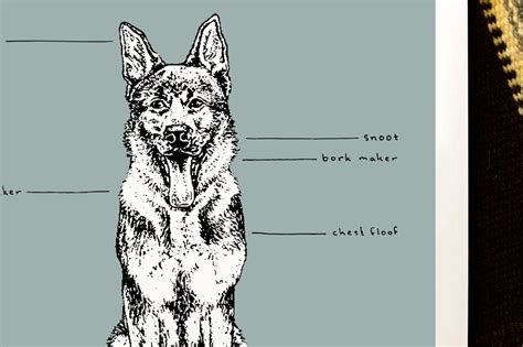 German Shepherd Anatomy Chart