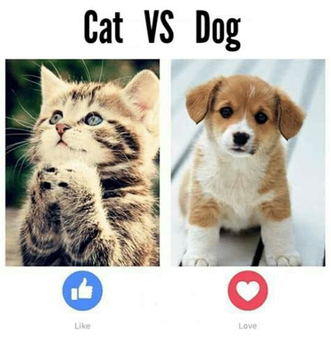 25 Best Memes About Cats Vs Dog Cats Vs Dog Memes