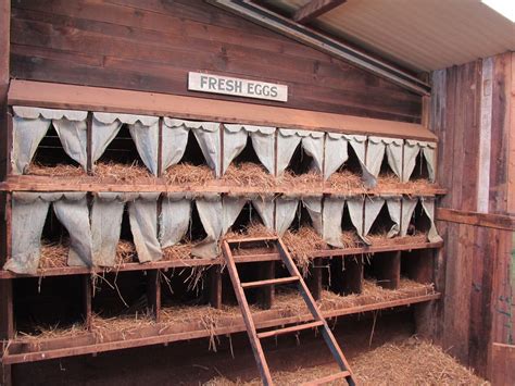 Chicken Nesting Boxes Chickens Backyard Building A Chicken Coop