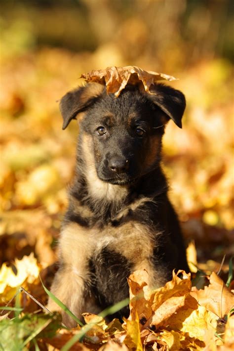 12 Things That Make German Shepherds Happy