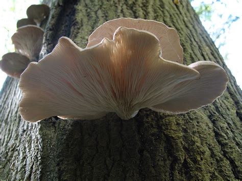 Съедобные грибы Вешенка обыкновенная Устричный гриб Pleurotus