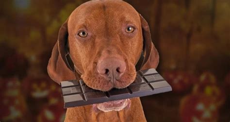 What To Do If Your Dog Eats Chocolate
