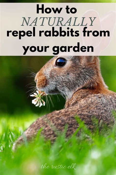 How to use rabbit repellent? 6 Natural Ways to Repel Rabbits from the Garden | Garden ...