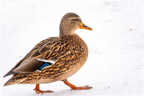 Female Duck Walks In The Snow Stock Image Image Of Winter Duck