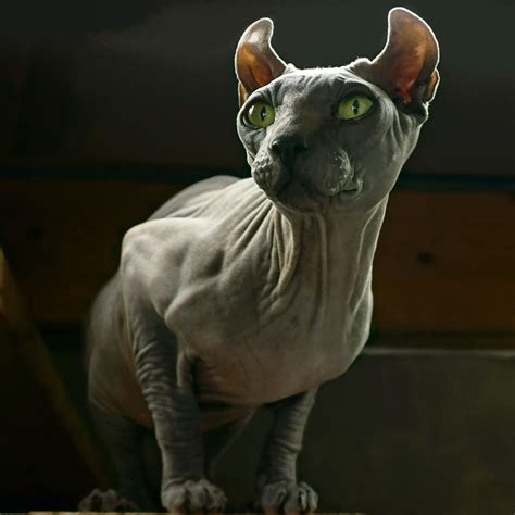 Elf Sphynx Cat Kitten With Green Eyes Sphynx Sphynxcat Elfsphynx