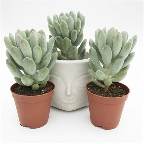 8 inches tall and spreading to about 12 inches. echeveria elegans blue sukulent bitki - 31,30 TL