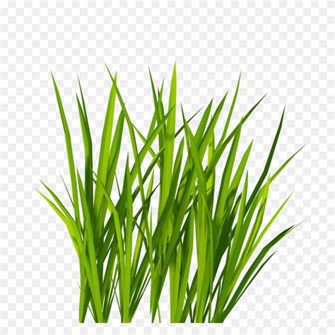 If you own this content, please let us contact. Backdrops Clip Art, Grass - Tall Grass Clipart - Stunning ...