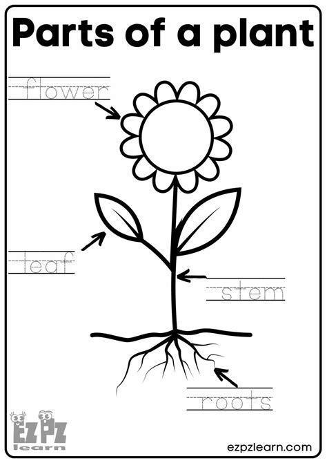 Parts Of A Plant Vocabulary Worksheet Write The Words And Color The