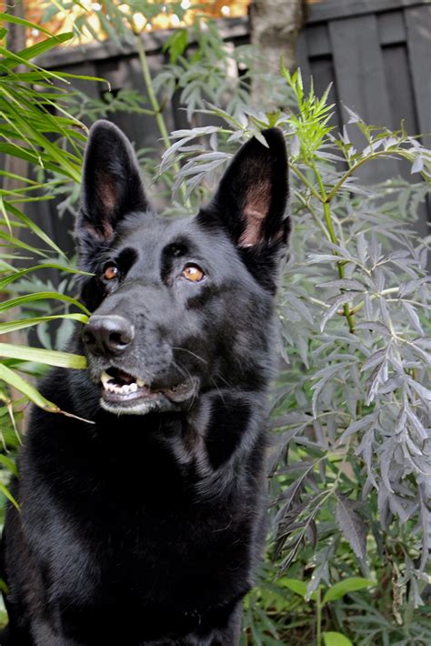 Pin By Connor Fotheringham On Pet Black German Shepherd Dog Black