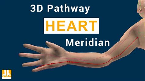 Heart Meridian 3d Pathway From Point To Point Youtube