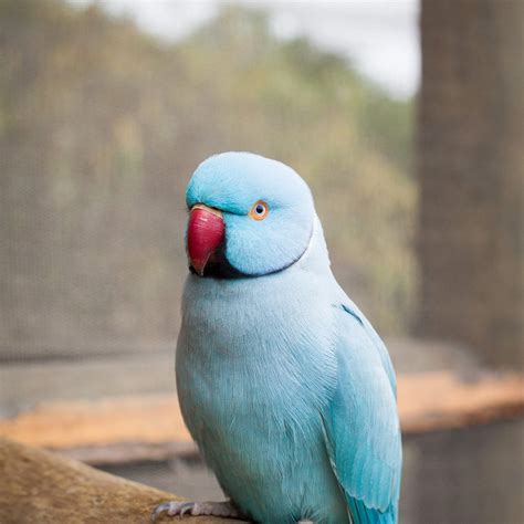 8 Top Blue Parrot Species To Keep As Pets