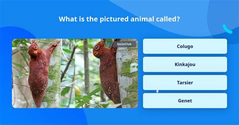 What Is The Pictured Animal Called Trivia Questions Quizzclub