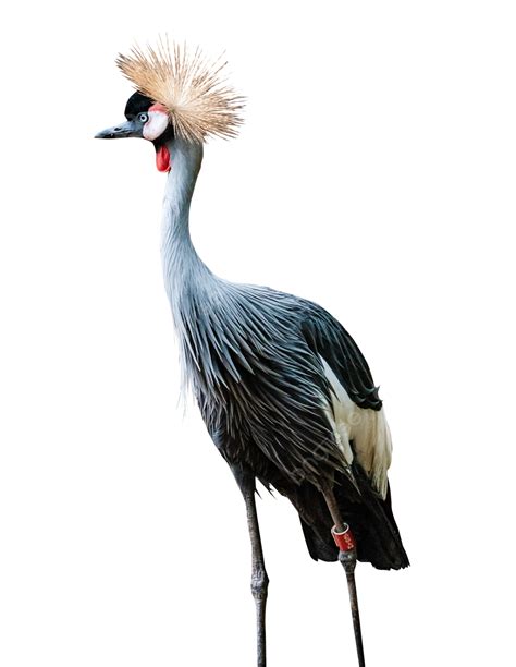 Bird Grey Crowned Crane Animal Birds Grey Crowned Crane Png