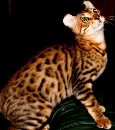 17 Best Images About Cat Large Domestic Cats On Pinterest