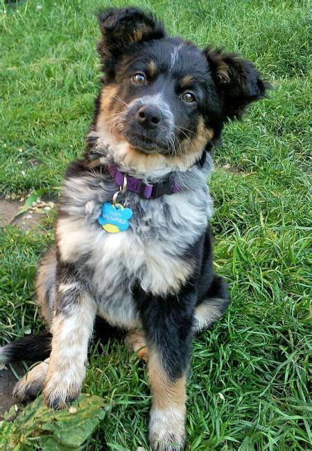 Dusty The Australian Shepherd Australian Cattle Dog Mix