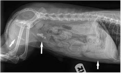 Мочекаменная болезнь диета какие Мочекаменная болезнь у собак: симптомы, лечение, лечебная диета Мочекаменная болезнь у собак: симптомы, лечение, лечебная диета Мочекаменная болезнь диета какие
