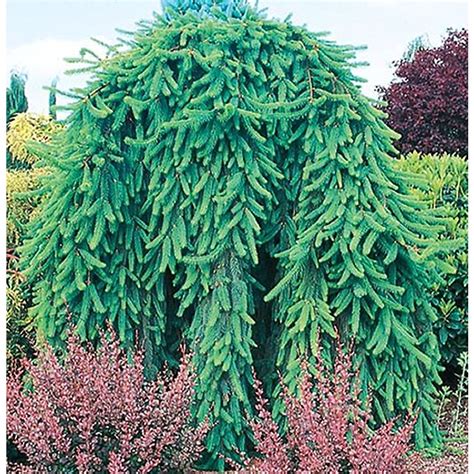 Weeping Norway Spruce Feature Shrub In Pot With Soil L4097 At Lowes