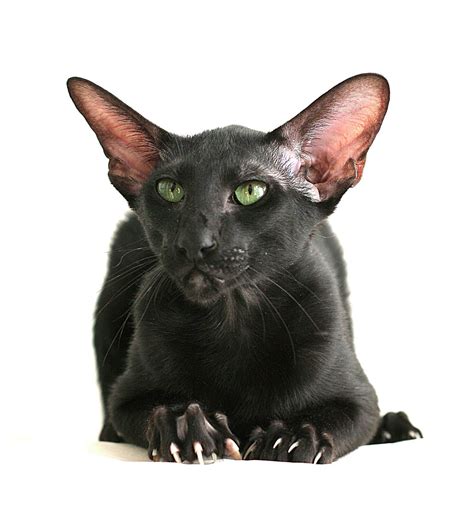 Black Oriental Shorthair Cats Awkwardandawesomeadventuresinnursing