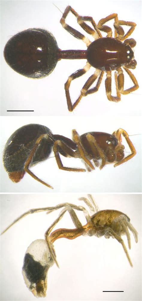 Spiders That Look Like Ants The Australian Museum Blog