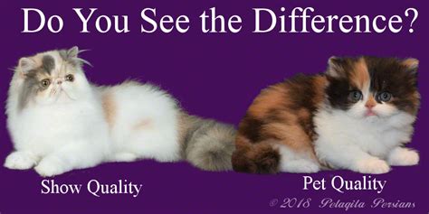 The himalayan persian is a colorpoint persian cat, the long hair combined with the coloring of siamese cats. Persian Cat and Kitten Prices ~ Pelaqita Persians