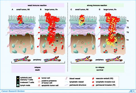 The Adaptive Immunologic Microenvironment In Colorectal Cancer A Novel