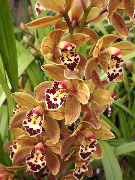 All About Orchids And Houseplants Faq Πως μεταφυτεύουμε μια ορχιδέα Cymbidium