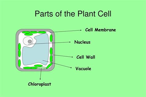 Maybe you would like to learn more about one of these? PPT - The Plant Cell & Organelles PowerPoint Presentation ...