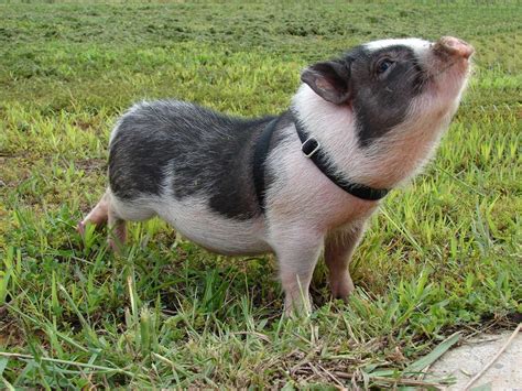 Streeeeeetch ~ Oink ~ Teacup Pigs Pot Belly Pigs Pet Pigs