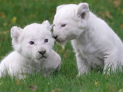 Baby White Lions High Definition High Resolution Hd Wallpapers