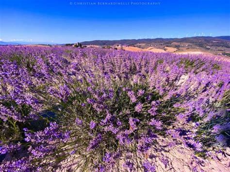 Lavender Fields In Tuscany Visit Tuscany
