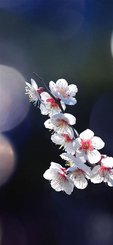 Apple Mq24 Spring Flower Sakura Nature Tree Flare Iphone X