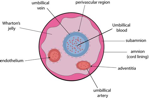 Human Umbilical Cord Mesenchymal Stem Cells Cytosmart