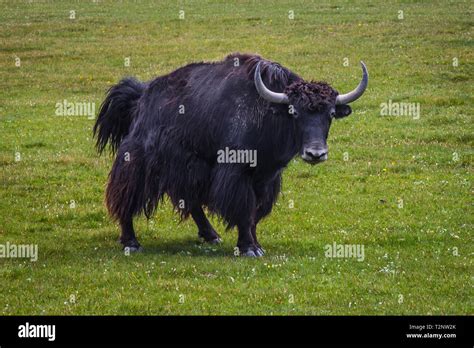 Yak Central Asia The Domestic Yak Is A Long Haired Domesticated Bovid