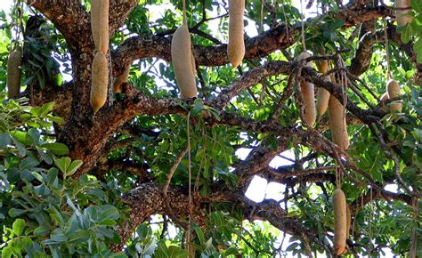 Medicinal Use Of Kigelia African Sausage Tree K Pinnata Syn K