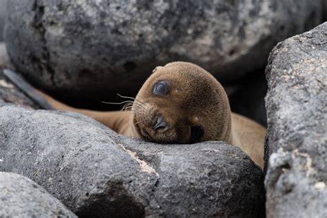 Sea Lion Pup Galapagos Islands Smithsonian Photo Contest
