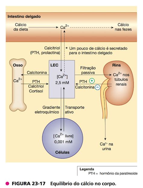 Equilíbrio Do Cálcio No Corpo