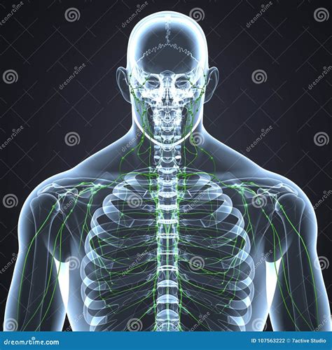 Ganglions Lymphatiques Avec La Vue Antérieure De Corps Squelettique