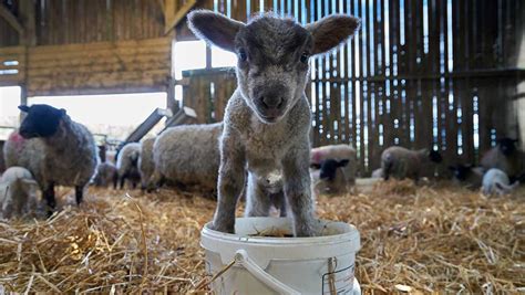 Farmlife Framed Lambing Selfies And Snowy Scenes Farmers Weekly
